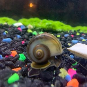 Aquatic Mystery Snails for Aquarium x 10